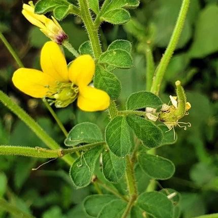 10 Cleome viscosa - Tickweed Seeds - Seed World