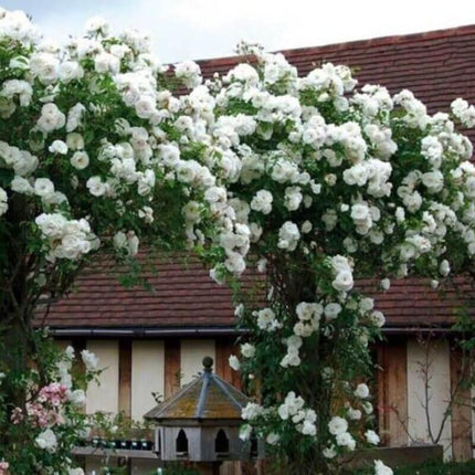 White flowers blooming over a building with a red roof
