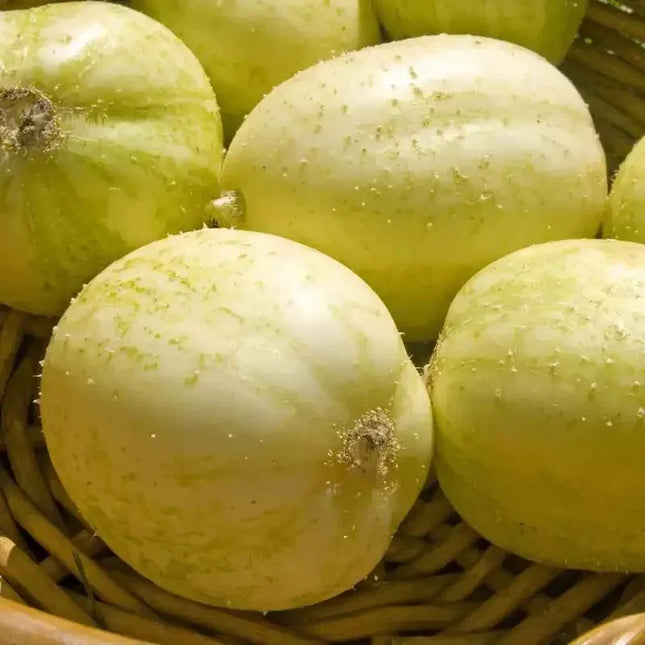 10 Crystal Apple Cucumber Seeds - Seed World