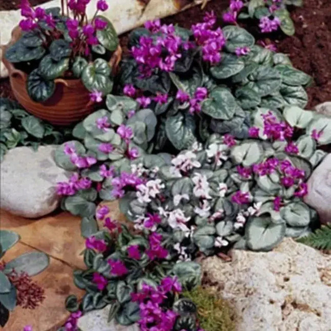 10 Cyclamen Coum Perennial Seeds - Seed World