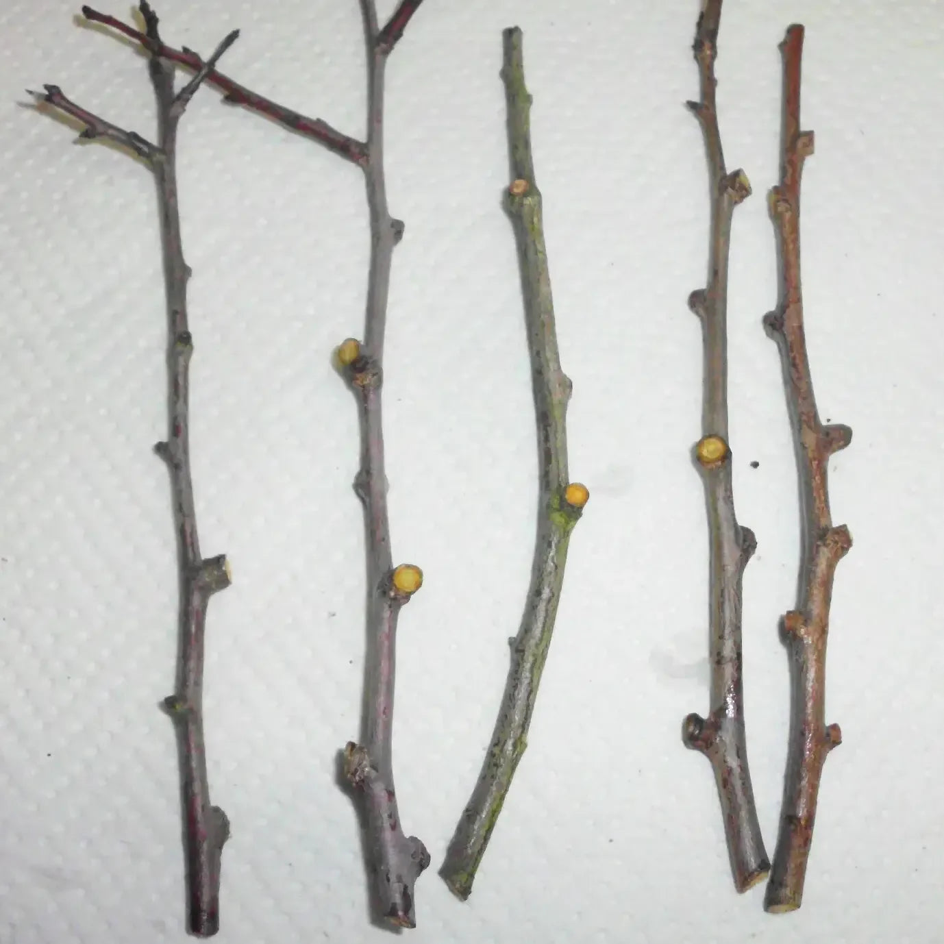 10 Damson Blue Plum Fruit Tree Cuttings - Seed World