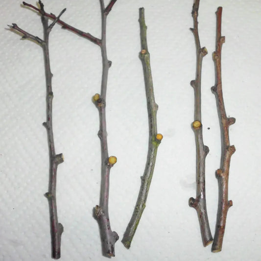 10 Damson Blue Plum Fruit Tree Cuttings - Seed World