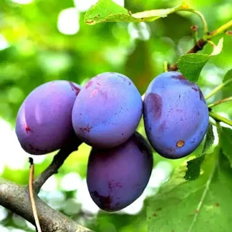 10 Damson Blue Plum Fruit Tree Cuttings - Seed World