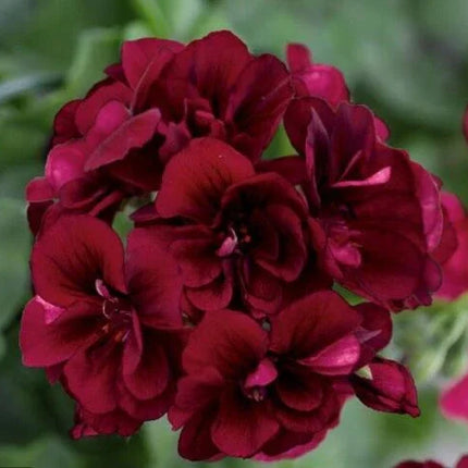 10 Dark Burgundy Geranium Seeds - Seed World