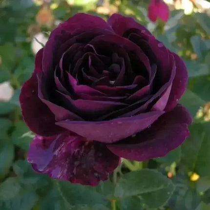 10 Dark Purple Rose Seeds - Seed World