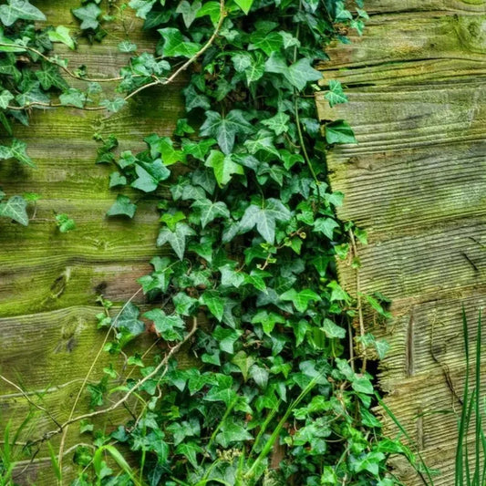 10 English Ivy Seeds - Hedera Helix - Seed World