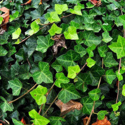 10 English Ivy Seeds - Hedera Helix - Seed World