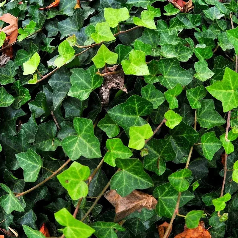 10 English Ivy Seeds - Hedera Helix - Seed World