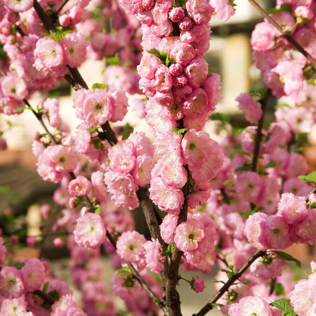 10 Flowering Almond (Prunus Triloba) Seeds - Seed World