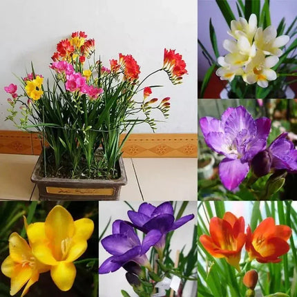 10 Freesia Hybrida Seeds - Seed World