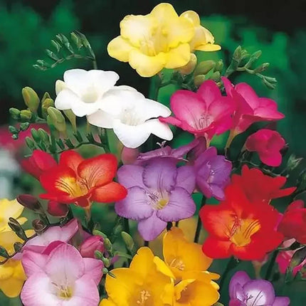 10 Freesia Hybrida Seeds - Seed World