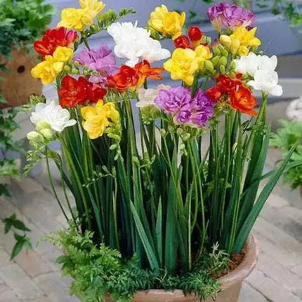 10 Freesia Hybrida Seeds - Seed World