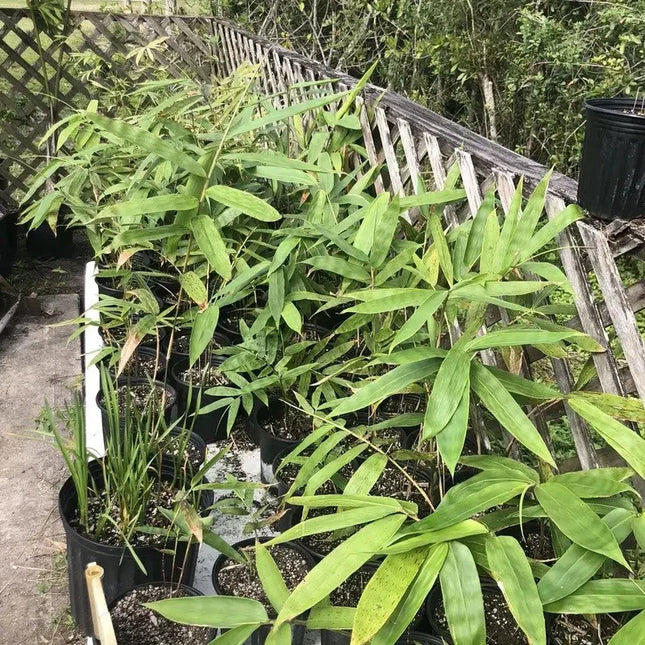 10 Giant Bamboo Seeds - Dendrocalamus Asper - Seed World