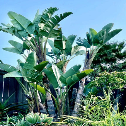 10 Giant White Bird Of Paradise Seeds - Seed World