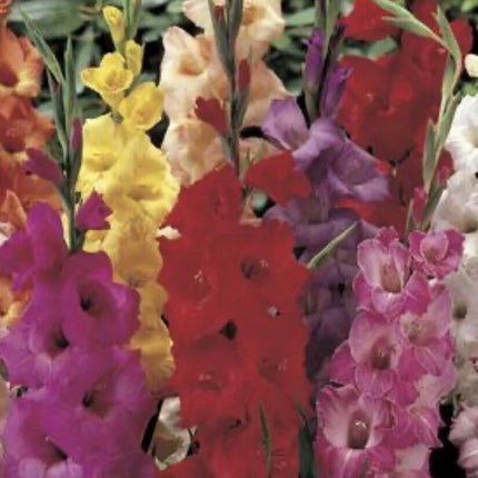 10 Gladiolus Bulbs - Mix - Seed World