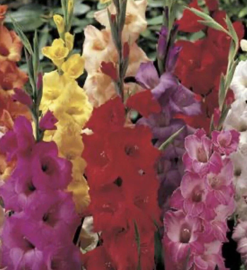 10 Gladiolus Bulbs - Mix - Seed World