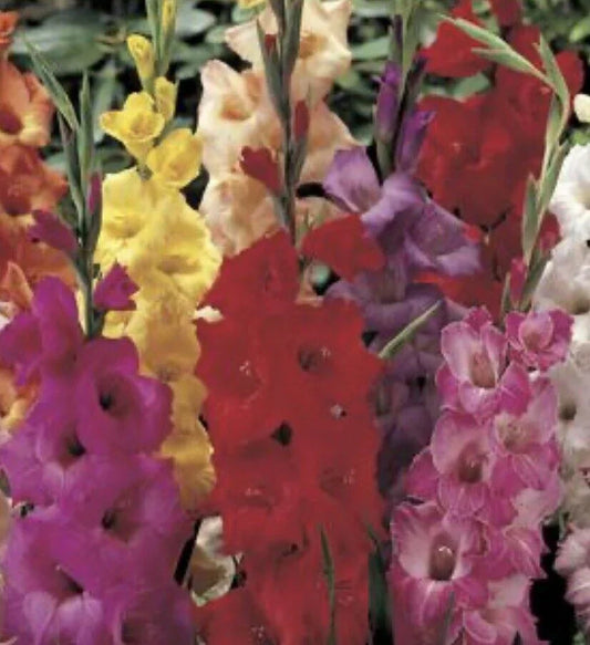10 Gladiolus Bulbs - Mix - Seed World