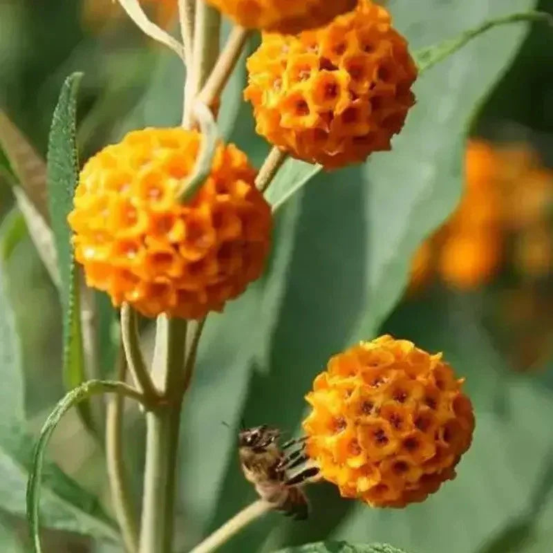 10 Golden Ball Butterfly Bush Seeds - Seed World