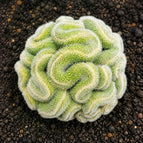 10 Green Brain Cactus