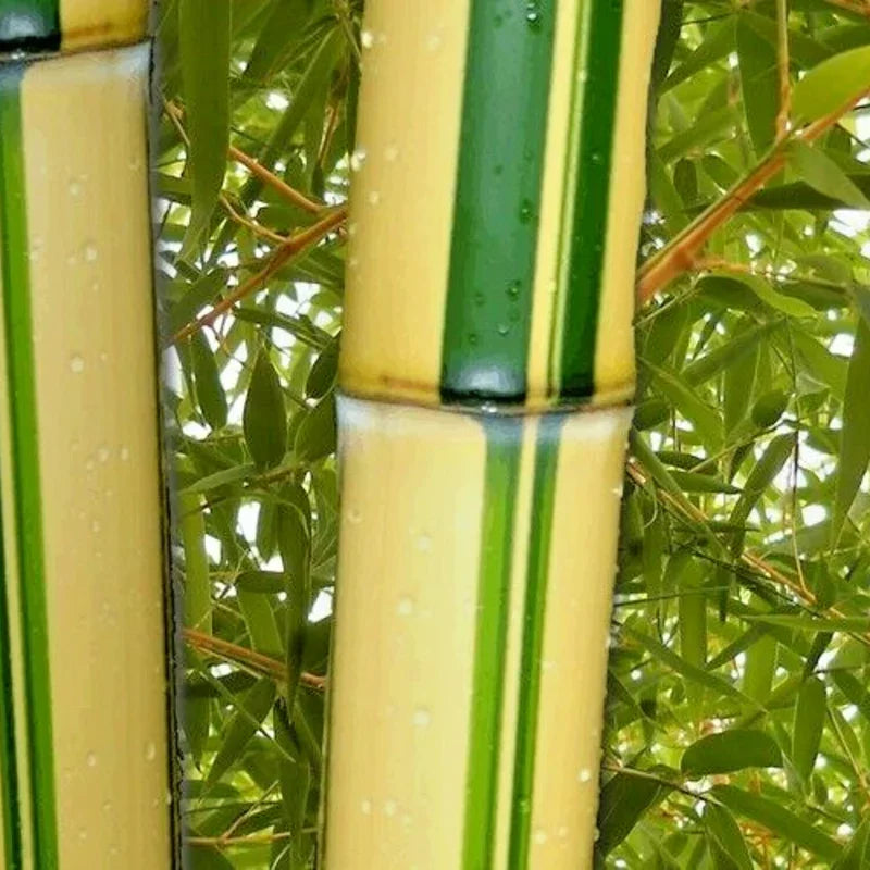 Close-up of a bamboo stick with green and beige stripes against a blurred green leafy background