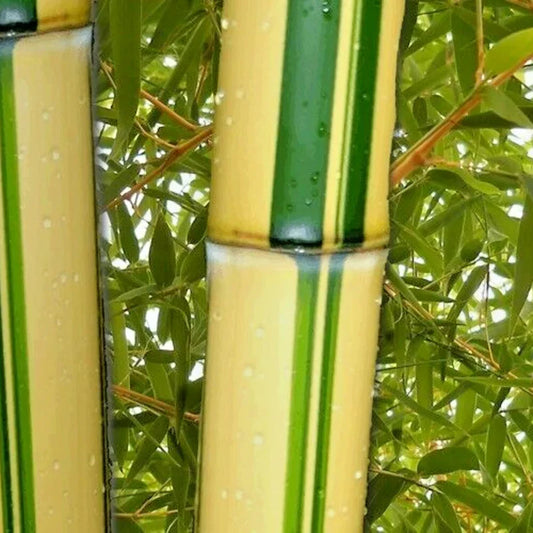 Close-up of a bamboo stick with green and beige stripes against a blurred green leafy background