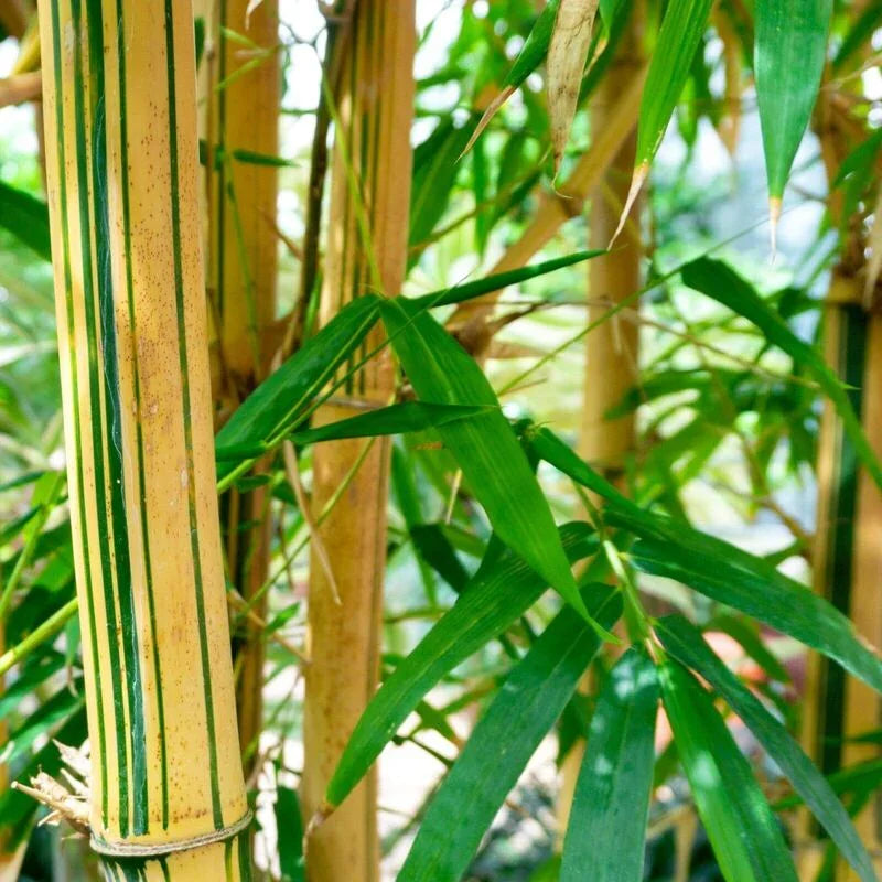 Close-up of bamboo stalks with green leaves in a natural setting