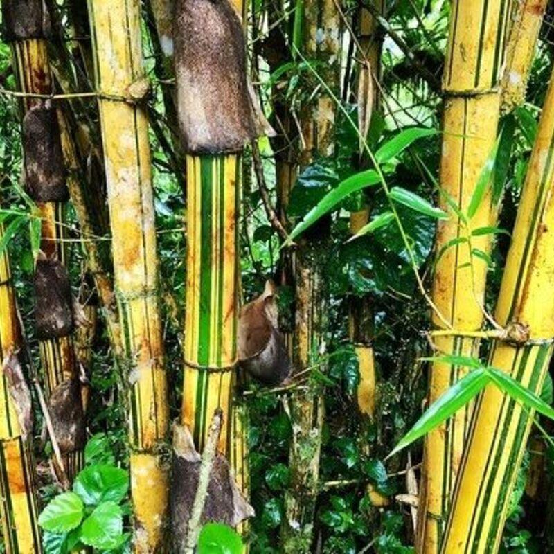 Bamboo plants with green leaves in a natural setting