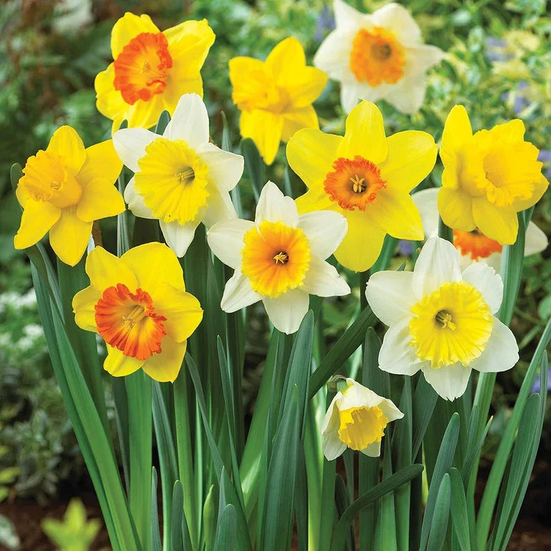 10 Large Bulbs Daffodil - Mix - Seed World