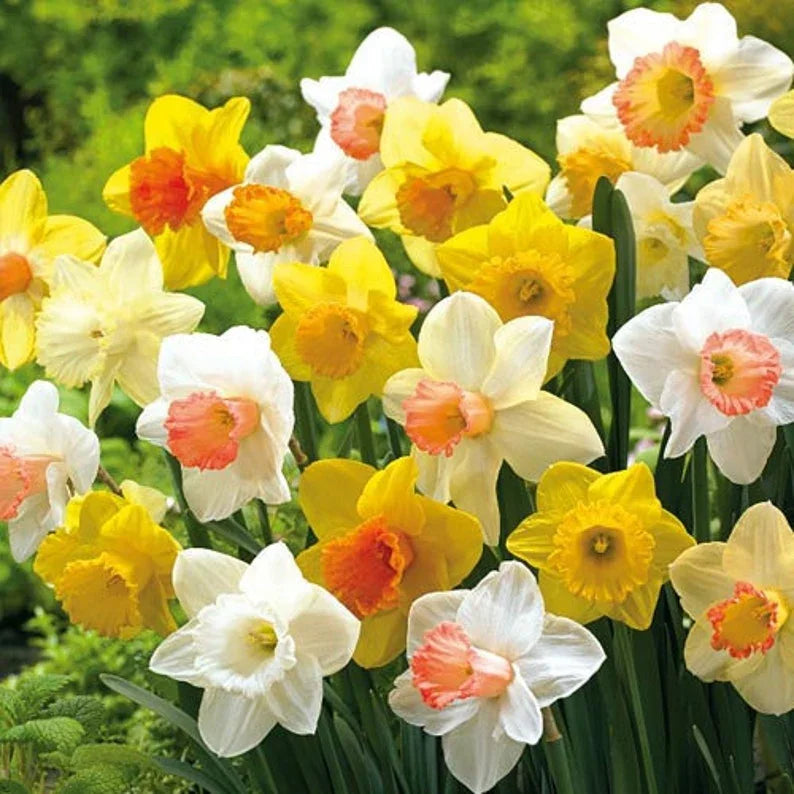 10 Large Bulbs Daffodil - Mix - Seed World