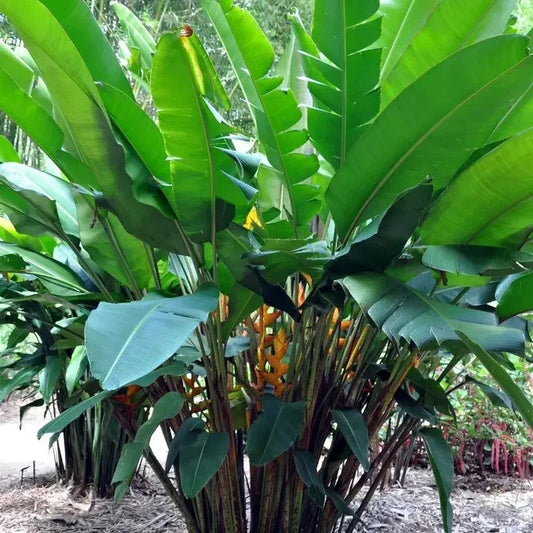 10 Mayan Gold Heliconia Seeds – Heliconia champneiana - Seed World