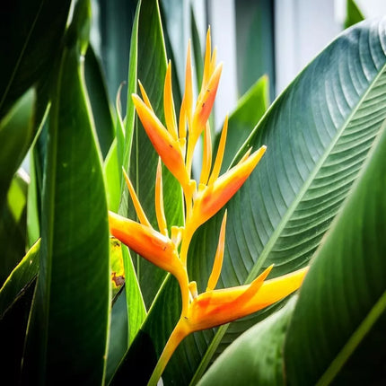 10 Mayan Gold Heliconia Seeds – Heliconia champneiana - Seed World
