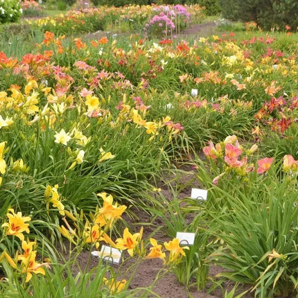 10 Mixed Colors Daylily – Hardy Perennial Flower Seeds - Seed World