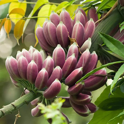 10 Musa Itinerans - Burmese Blue Banana Seeds - Seed World
