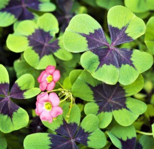 10 Oxalis Iron Cross Bulbs - Good Luck Plant - Seed World