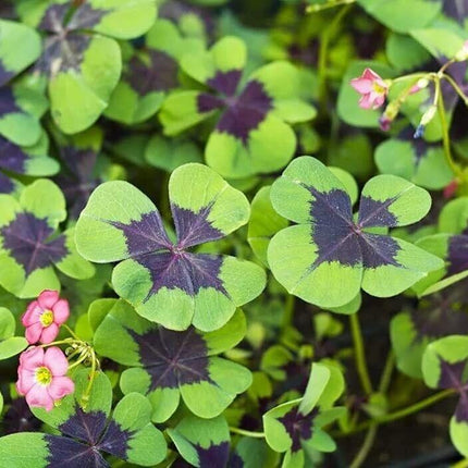10 Oxalis Iron Cross Bulbs - Good Luck Plant - Seed World