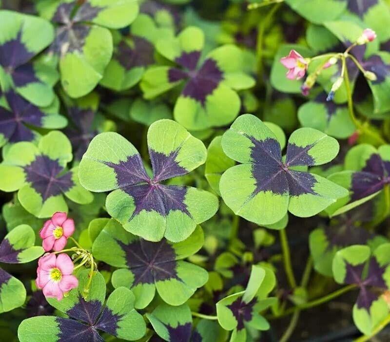 10 Oxalis Iron Cross Bulbs - Good Luck Plant - Seed World