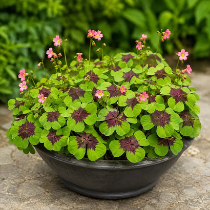 Oxalis Iron Cross Bulbs – product image 1