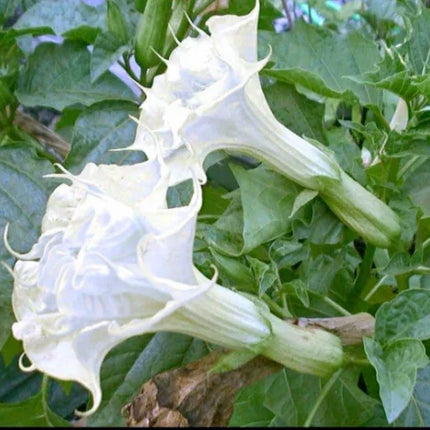 10 Pearl White Angel Trumpet Seeds - Seed World