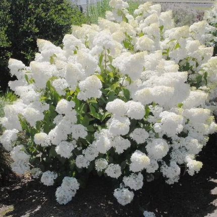 10 Pee Gee Hydrangea Seeds – Panicle Hydrangea - Seed World