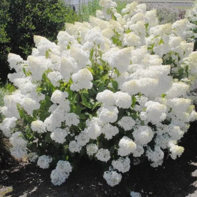 10 Pee Gee Hydrangea Seeds – Panicle Hydrangea - Seed World
