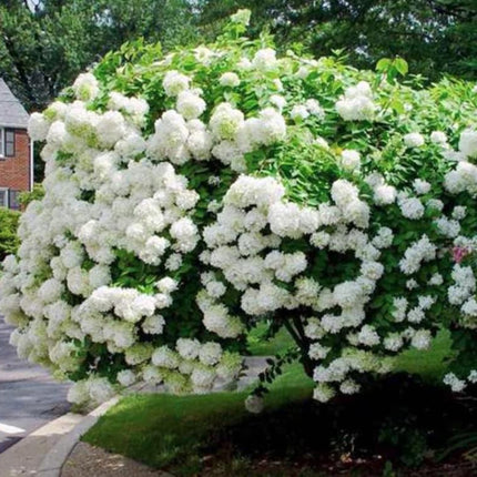 10 Pee Gee Hydrangea Seeds – Panicle Hydrangea - Seed World