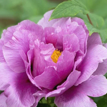 10 Peony Seeds - Paeonia suffruticosa - Seed World