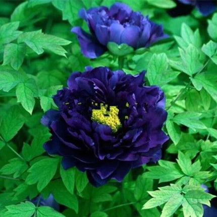 10 Peony Seeds - Paeonia suffruticosa - Seed World