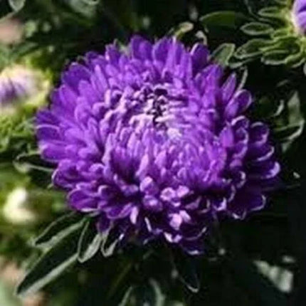 10 Peony Seeds - Paeonia suffruticosa - Seed World