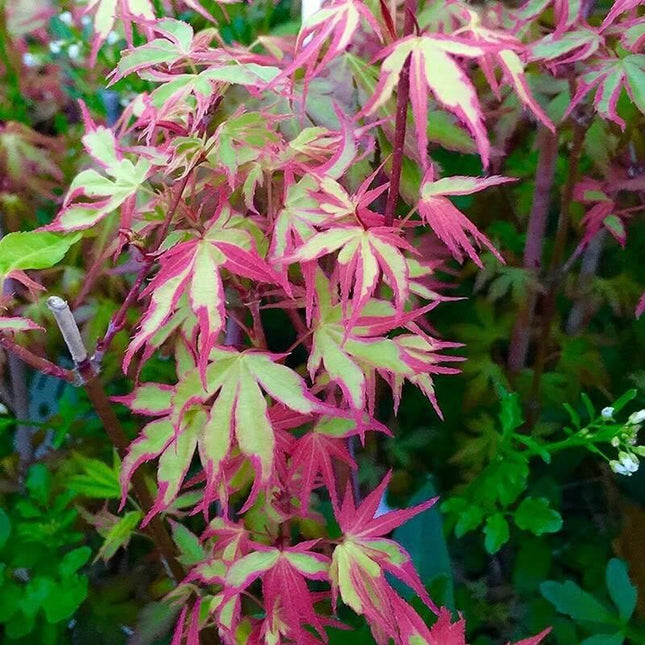 Close-up of a plant with pink and green leaves.