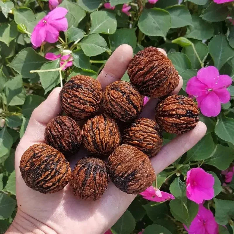 nut seeds for planting Real Wisconsin Black Walnut Seeds (Juglans nigra)