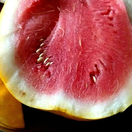 10 Royal Golden Skin Watermelon Seeds - Seed World