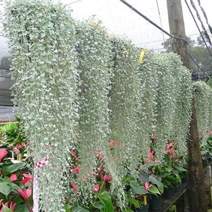 10 Silver Falls Dichondra Seeds - Seed World