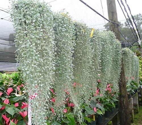 10 Silver Falls Dichondra Seeds - Seed World