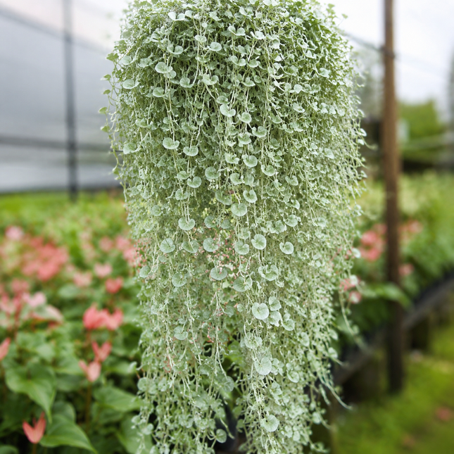 10 Silver Falls Dichondra seeds